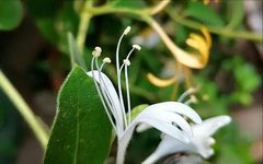 Honeysuckle: A Treasure for Health, Infuse it in Water to Solve Several Issues