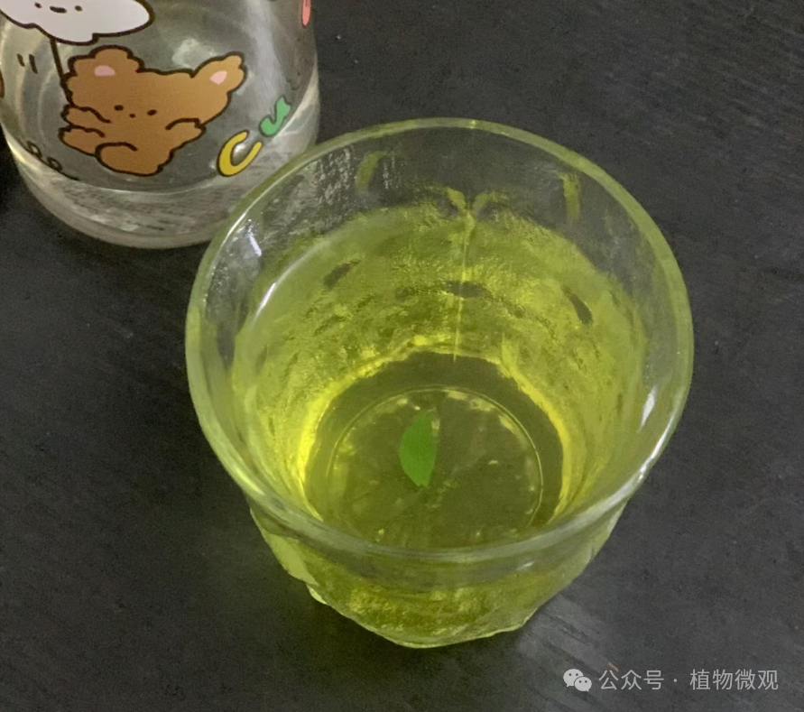 The Bitter Taste of Chuanxinlian: A Precious Herb Not to Be Missed
