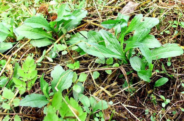A Comprehensive Guide to 50 Common Medicinal Herbs in Rural China