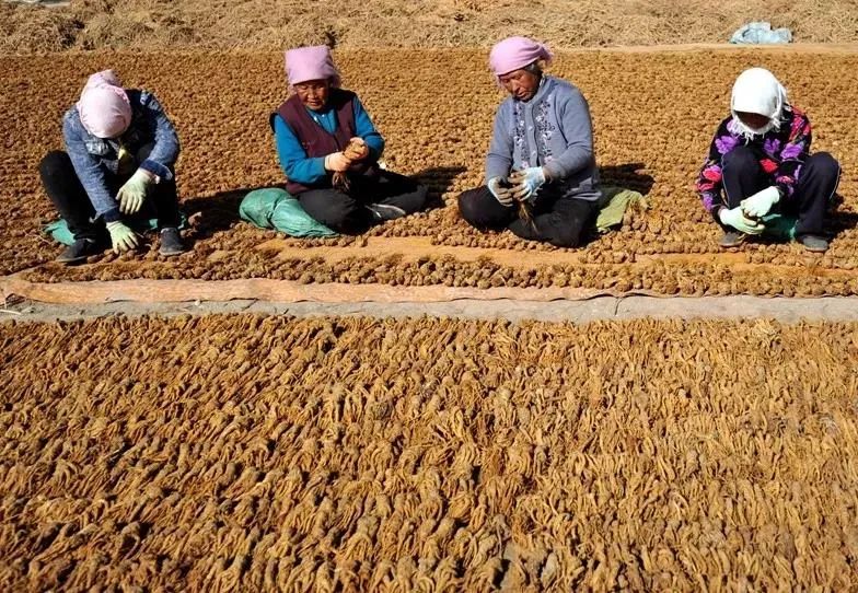 Angelica Sinensis: The Best from Dangzhou
