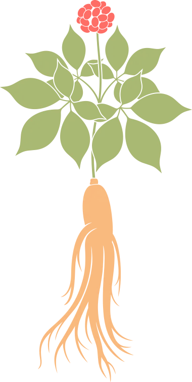 Understanding the Differences Among Various Ginsengs and Precautions for Use