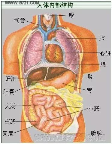 The Five Zang Organs, Six Fu Organs, and Extraordinary Fu