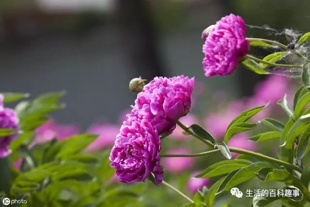 Liver and Gallbladder Damp-Heat: Dry Mouth and Bitter Taste, Spleen and Stomach Yang Deficiency: Diarrhea, Coexistence of Damp-Heat and Yang Deficiency, How to Improve?