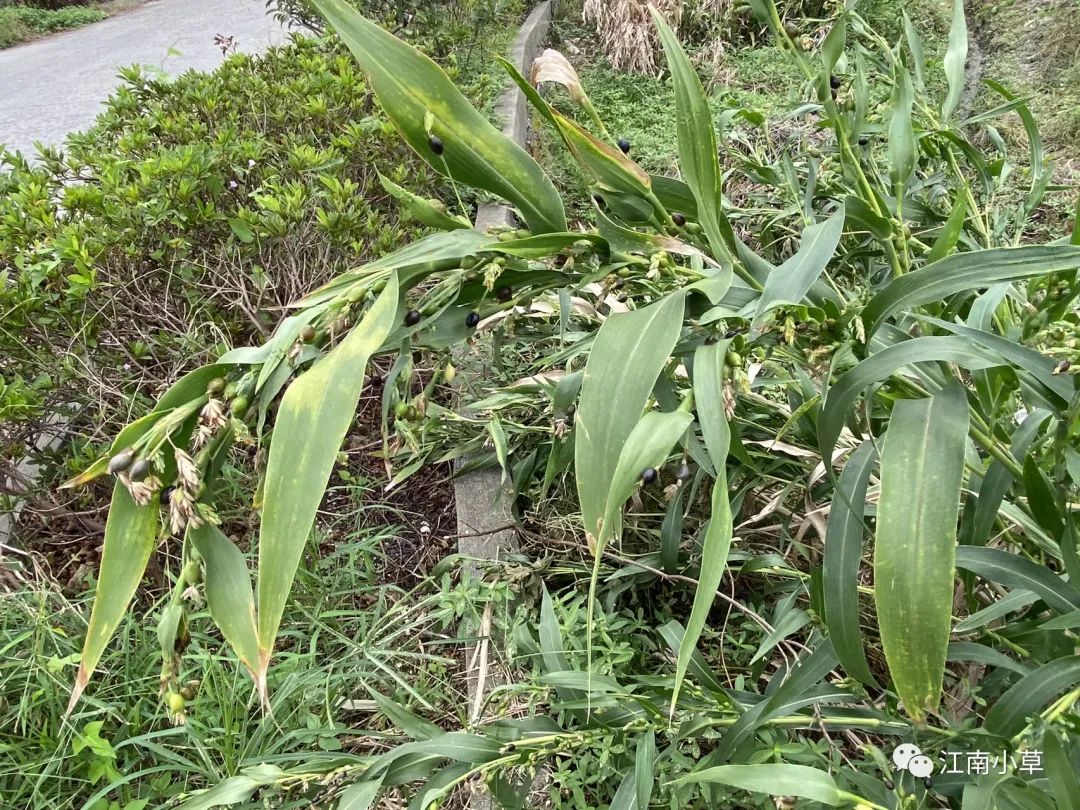 Analysis of Coix Seed (Yi Yi Ren) and Its Root in Traditional Chinese Medicine