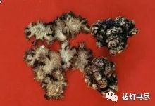 Chuanxiong (Ligusticum chuanxiong) - A Comprehensive Overview