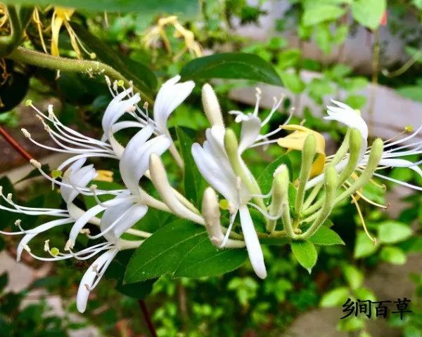 The Efficacy, Uses, and Contraindications of Honeysuckle (Jin Yin Hua)