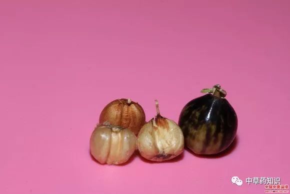 Chinese Herbal Medicine: Coix Seed (Yi Yi Ren)