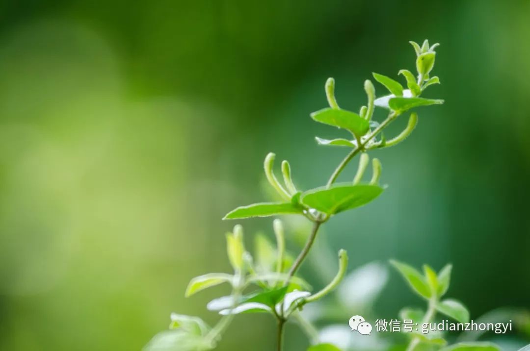 Honeysuckle: Clearing Heat and Detoxifying, Cooling Blood and Resolving Stasis, the Herb that Shines Like Gold and Silver!