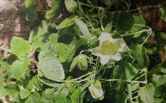The Synergy of Food and Medicine: Strengthening the Spleen and Nourishing the Lungs