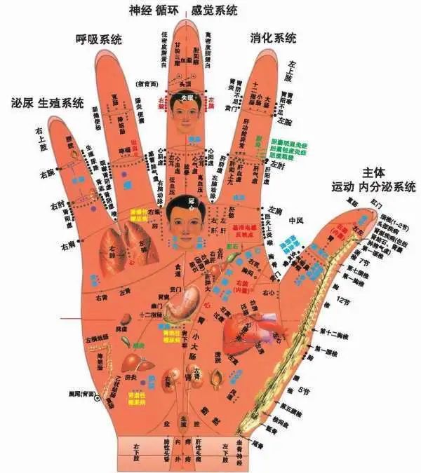 Comprehensive Guide to Holographic Diagnosis in Traditional Chinese Medicine