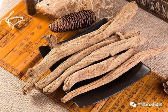 A Comprehensive Guide to Dang Shen (Codonopsis pilosula)