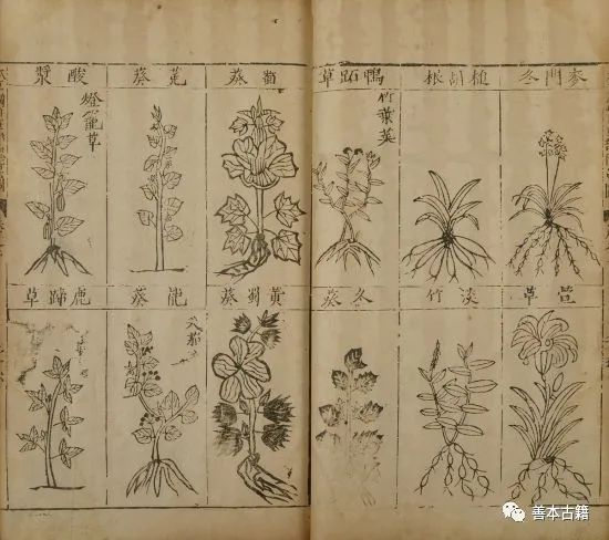 The Great Li Shizhen and the Magnitude of 'Bencao Gangmu'