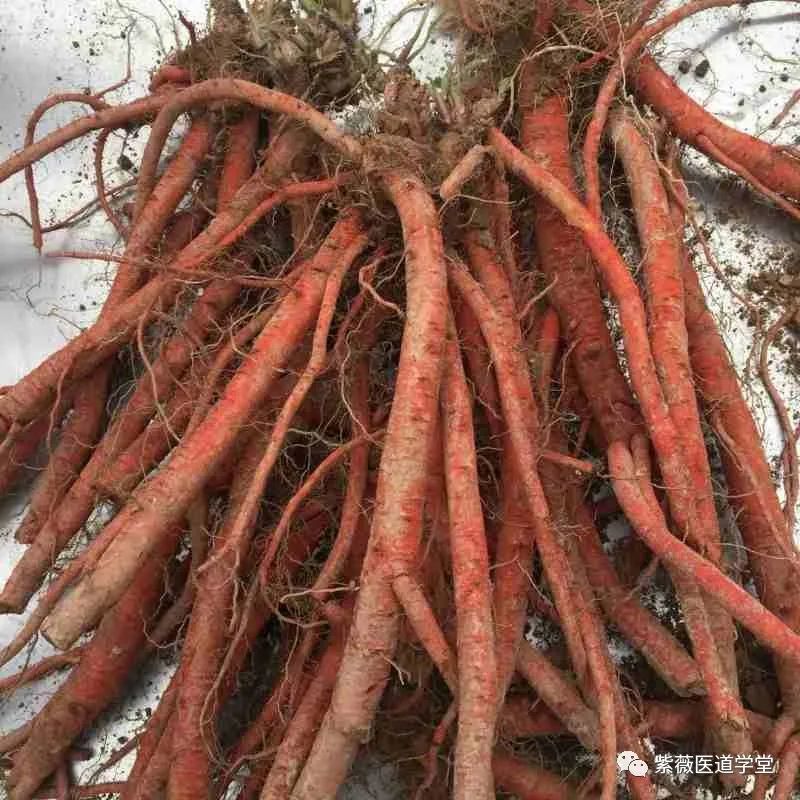 Guide to the Use of Dan Shen (Salvia miltiorrhiza)