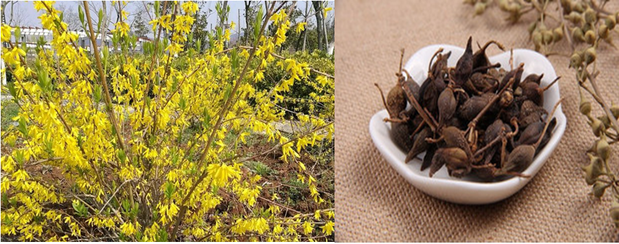 The Series of Traditional Chinese Medicinal Materials: Lian Qiao (Forsythia suspensa)