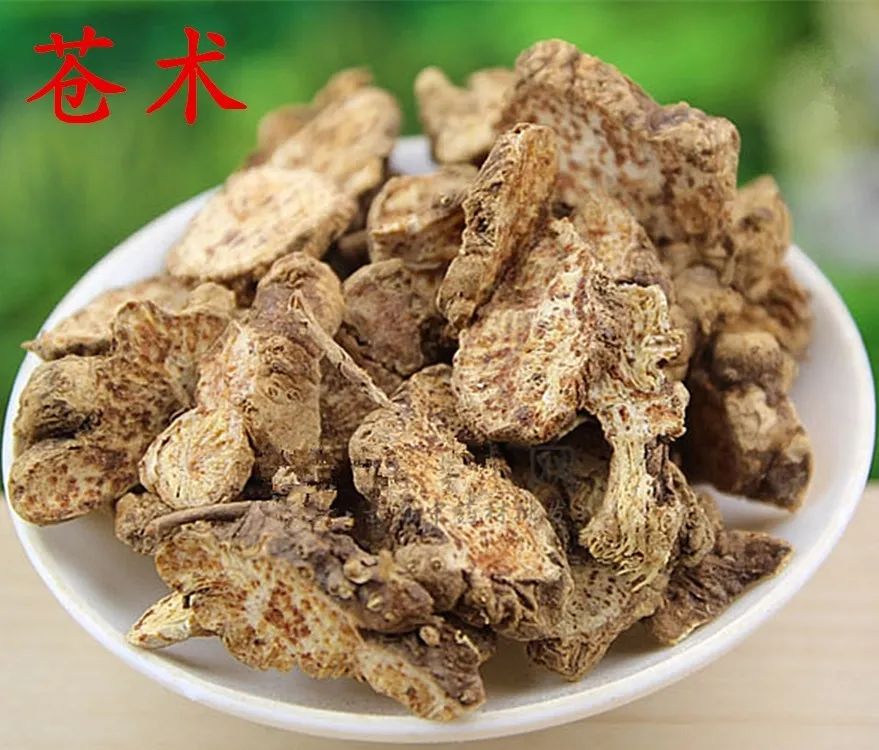 Transforming Dampness: The Role of Cang Zhu (Atractylodes lancea) in Traditional Chinese Medicine