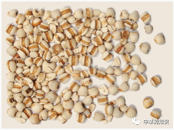 Understanding Coix Seed (Yi Yi Ren) in Traditional Chinese Medicine