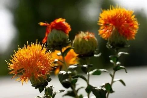 Blood-Activating and Menstrual Regulation Herbs