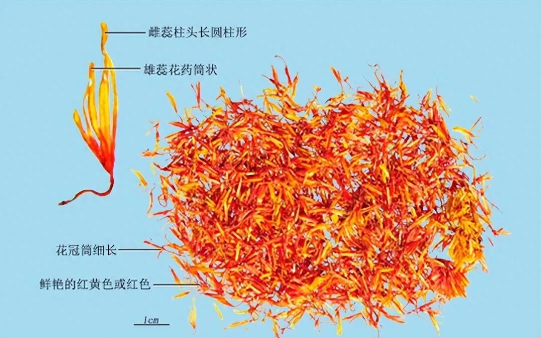 Identification of the Chinese Medicinal Herb Safflower