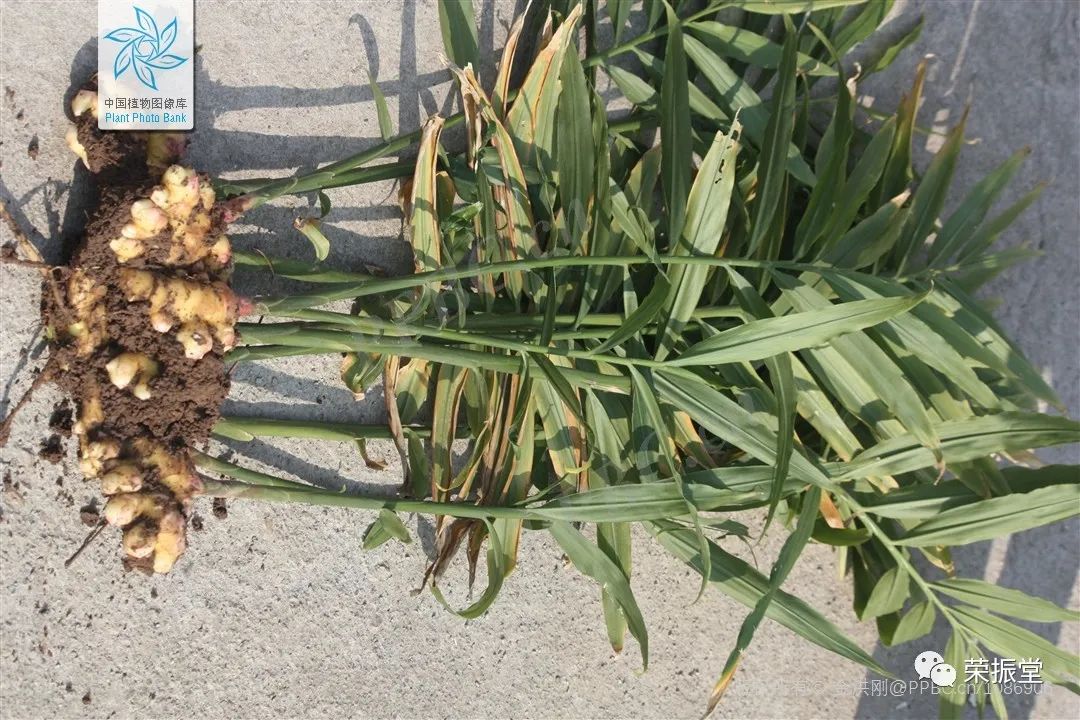 A Detailed Discussion on Chinese Medicine | Dried Ginger