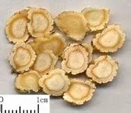 Ginseng (Panax ginseng)