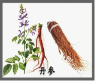 Side Effects and Dietary Contraindications of Dan Shen: How to Use Correctly and Avoid Risks