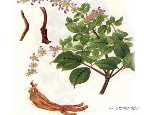 Understanding Danshen: A Comprehensive Overview