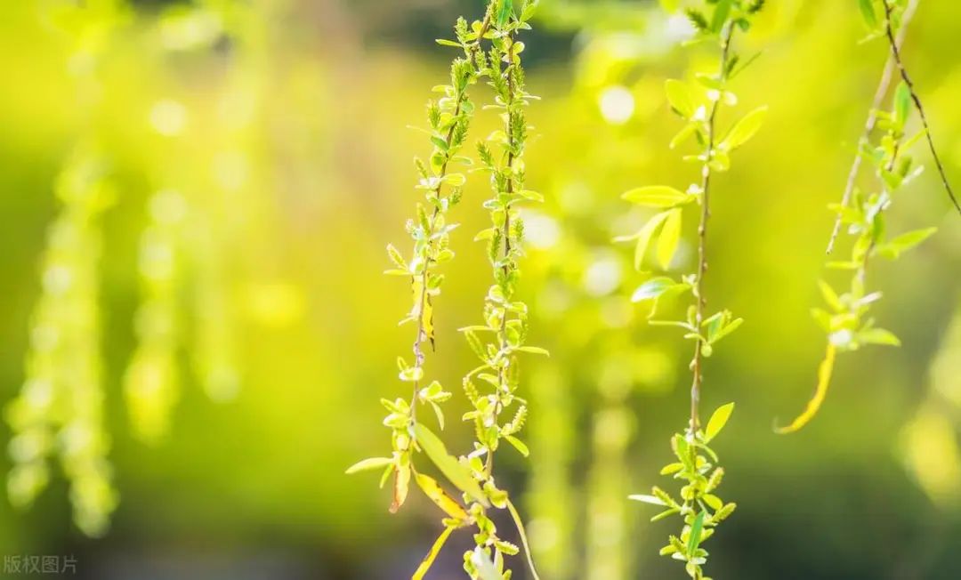 The Yin-Yang Path to Spring Weight Loss: Natural Principles for Balancing Metabolism