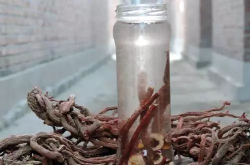 Dan Shen: A Herb with Benefits Comparable to Four Substances! Strengthening the Heart, Activating Blood Circulation, Promoting Tissue Regeneration, and Protecting the Brain - Affordable for Everyone!