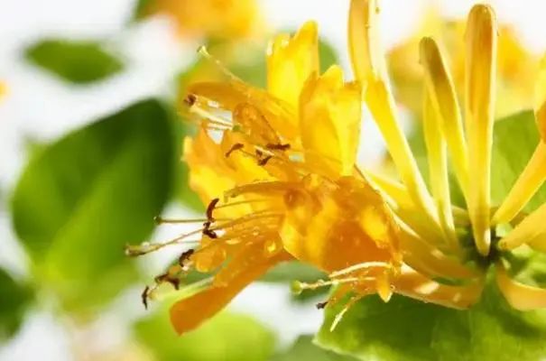 Honeysuckle: A Treasure for Health, Helping You Solve 5 Problems