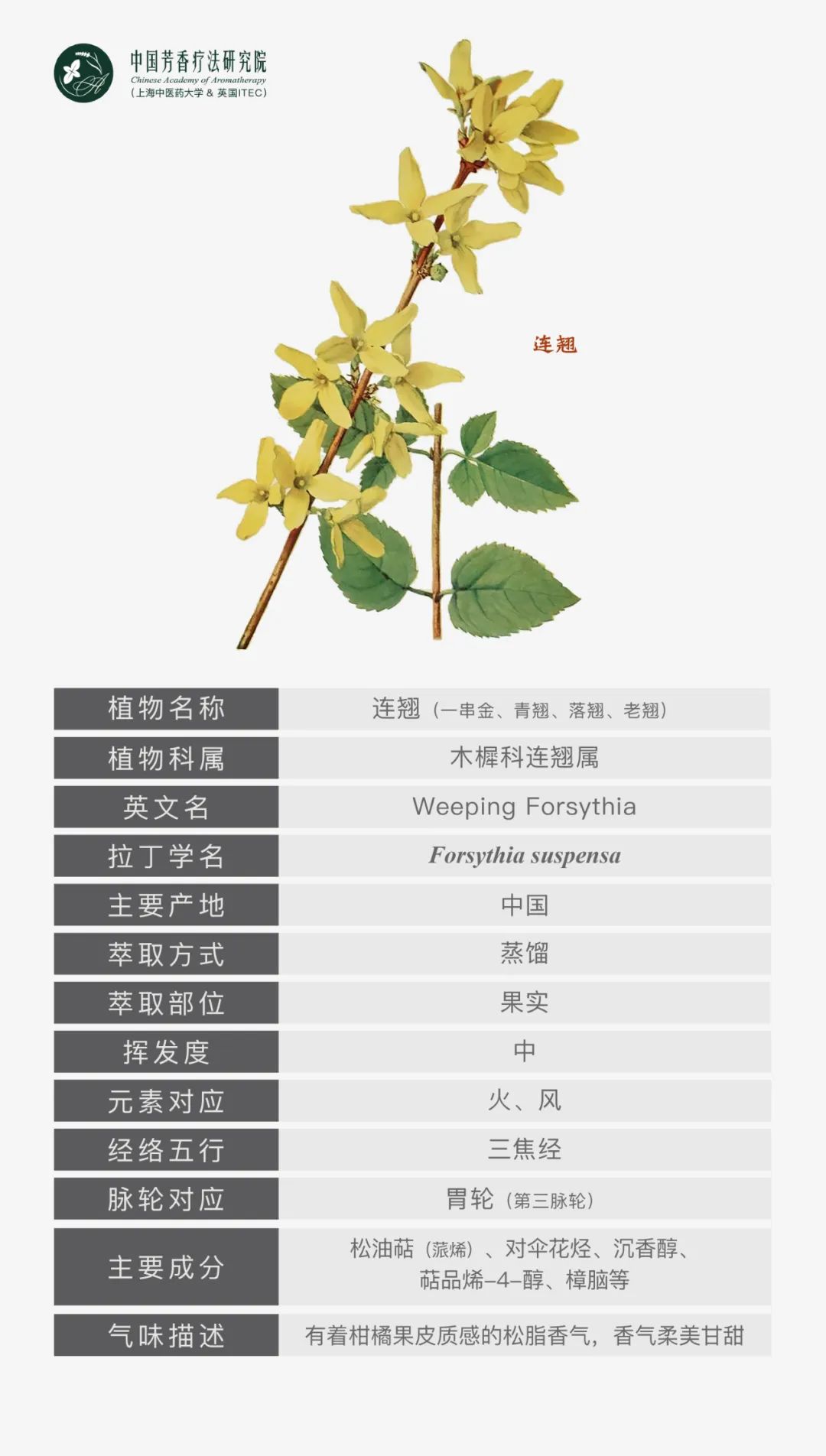 Aromatic Profile | Forsythia suspensa