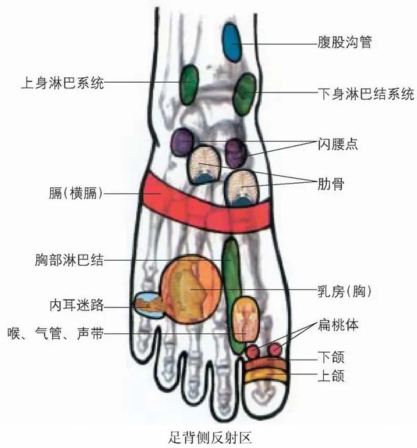 Comprehensive Guide to Holographic Diagnosis in Traditional Chinese Medicine