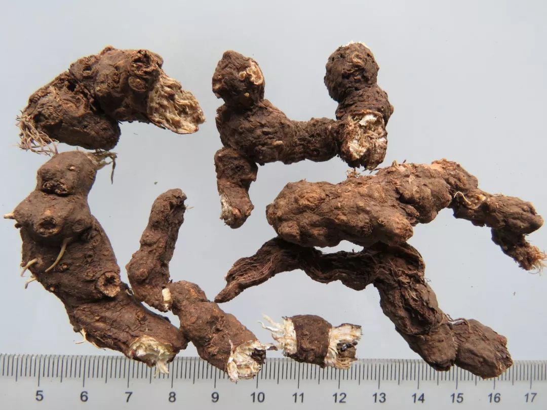 Atractylodes: An In-Depth Exploration of This Essential Chinese Herb