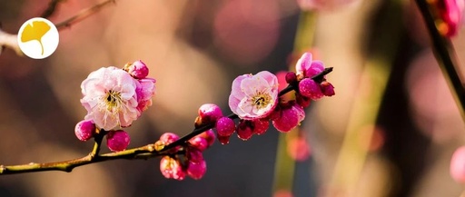 Strengthening the Spleen and Stomach: A Dietary Remedy to Boost Vital Energy and Ward Off External Pathogens