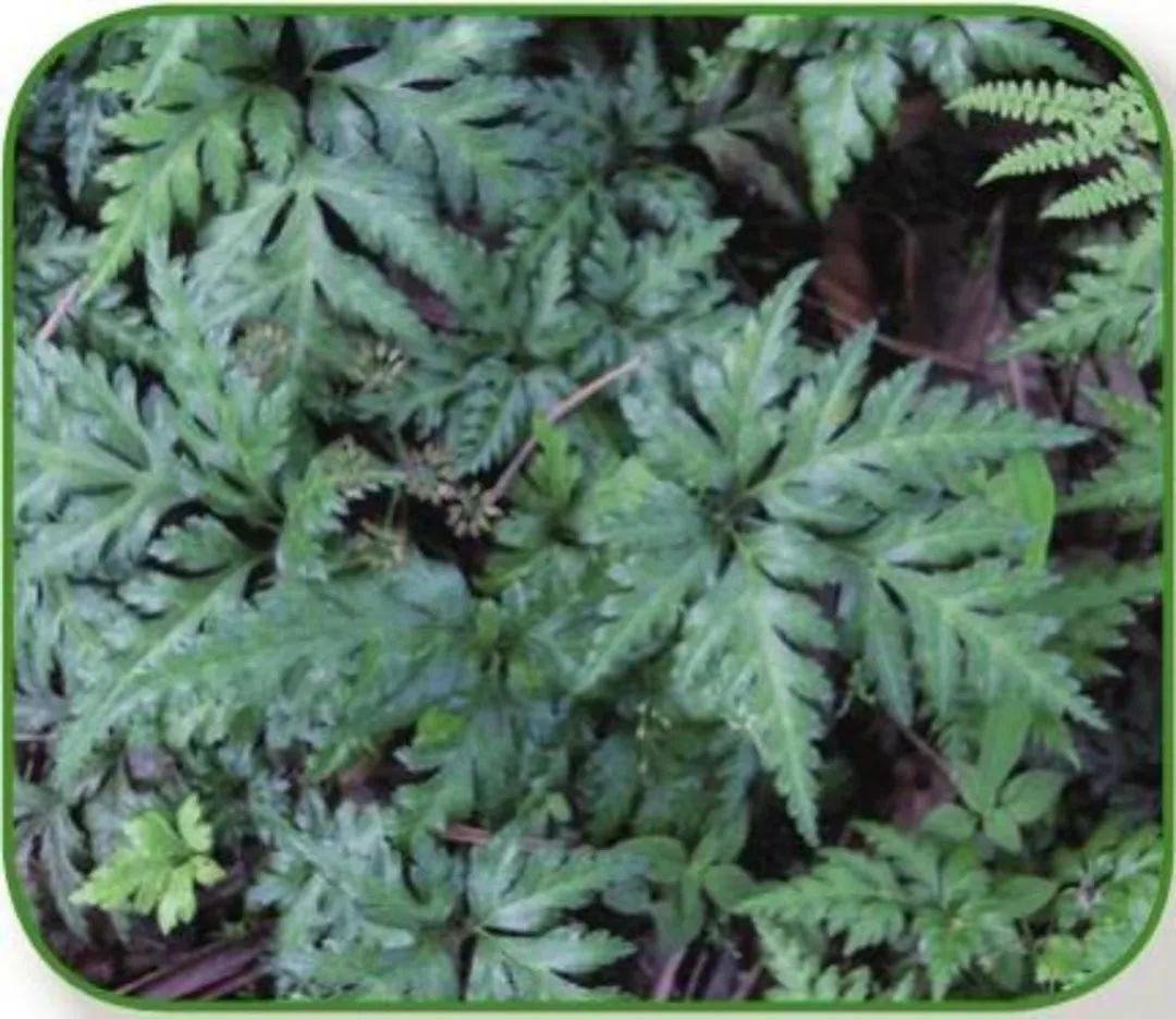 Huang Lian: A Bitter Herb for Clearing Heat and Dampness, Not Suitable for Deficiency and Cold!