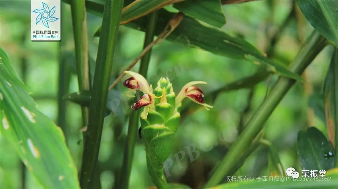 A Detailed Discussion on Chinese Medicine | Dried Ginger