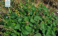 Premium Chinese Herbal Medicine | Danshen (Salvia miltiorrhiza)