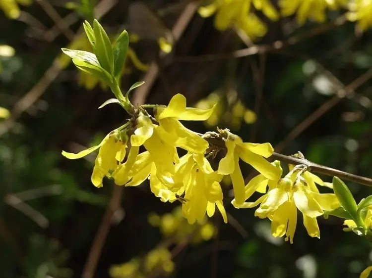 The Rare Phenomenon of Forsythia Blooming Twice