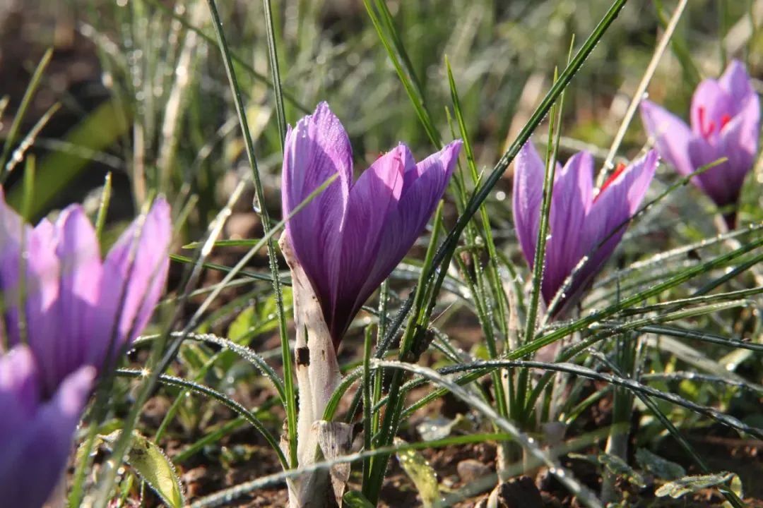 Distinguishing Between Honghua (Safflower) and Zanghonghua (Saffron) in Traditional Chinese Medicine
