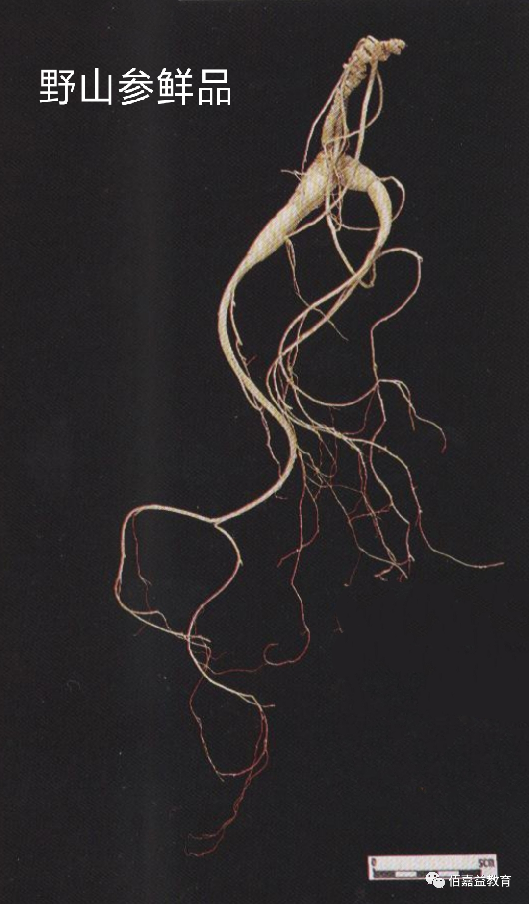 How to Distinguish Genuine from Fake Ginseng