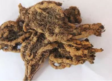 Huang Lian: A Remarkable Antibacterial and Anti-inflammatory Herb