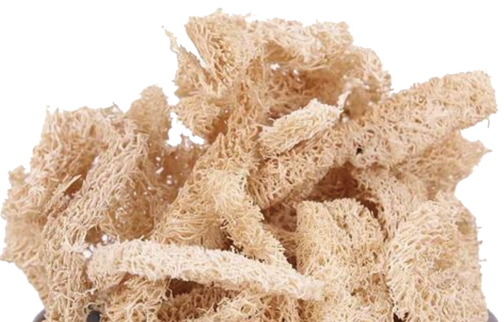 The First Step in Treating Chronic Illness: Unblocking Meridians with the Medicinal Properties of Dried Loofah