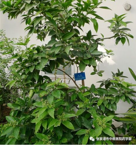 Cinnamon: A Comprehensive Overview of Its Properties and Uses in Traditional Chinese Medicine