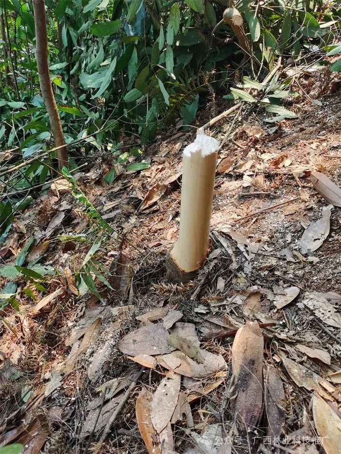 Cinnamon: A Unique and Profitable Tree Species