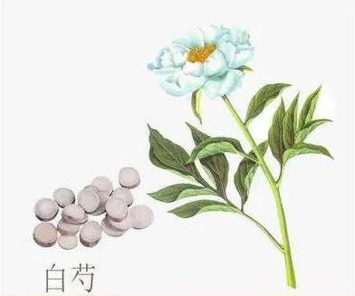 Daily Chinese Herb: Bai Shao (White Peony)