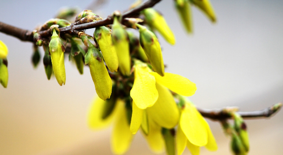 9 Types of Heat-Clearing and Detoxifying Chinese Herbs