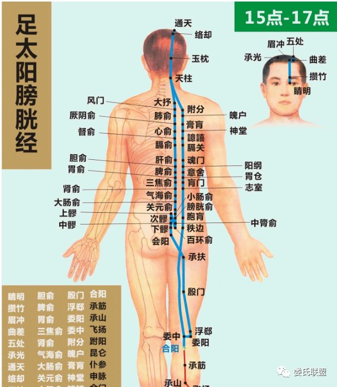 Dynamic Circulation Chart of the Twelve Meridians: Invaluable Insights!