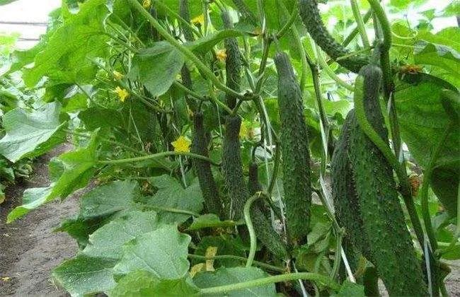 Folk Herbal Medicine: Cucumber Root