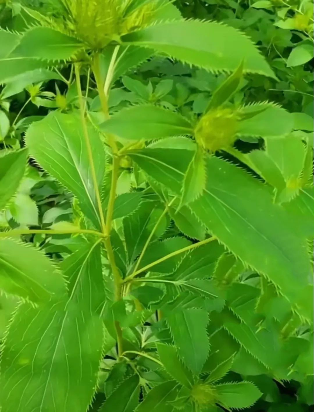 Overview of Cang Zhu (Atractylodes)