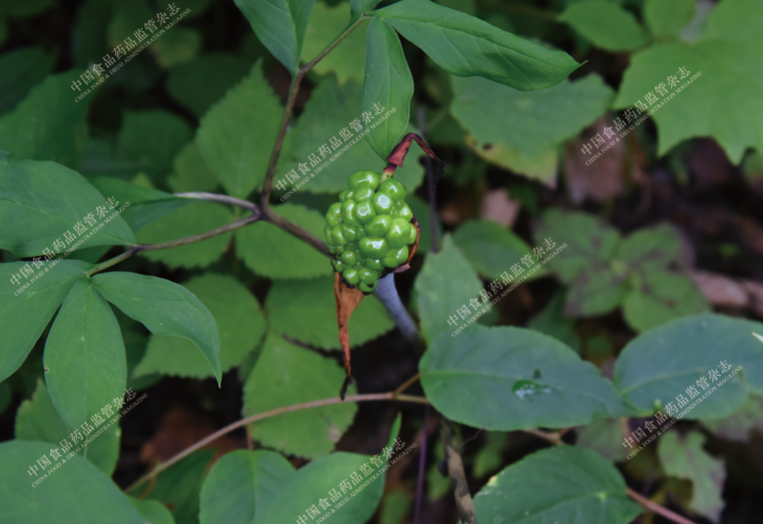 Exploring the Essence of Traditional Chinese Medicine: Ginseng