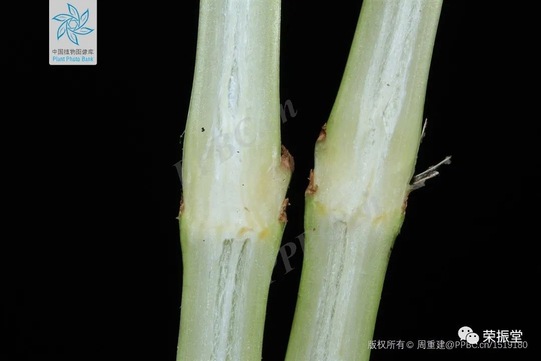 A Detailed Discussion on Coix Seed (Yi Yi Ren)